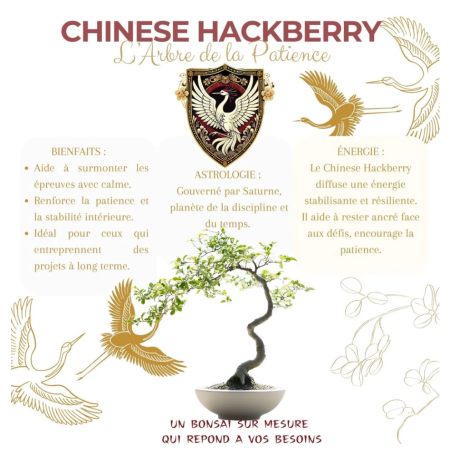 Kit Bonsaï Chinese Hackberry avec Graines & Accessoires - Cultivea