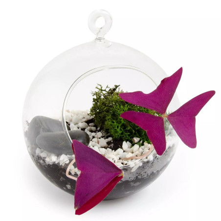 Terrarium Boule Trèfle 4 Feuilles et Pourpre - Radis et Capucine