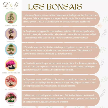 Kit 6 Bonsaïs à faire pousser avec Graines & accessoires - Cultivea