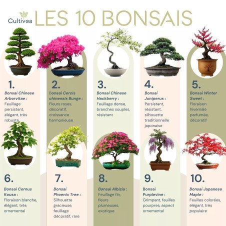 Kit 10 Bonsaïs à Planter Coffret Complet avec Graines, Pots, Outils & Notice - Cultivea