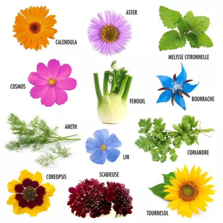 Enveloppe de 12 sachets - Fleurs à papillons - Radis et Capucine