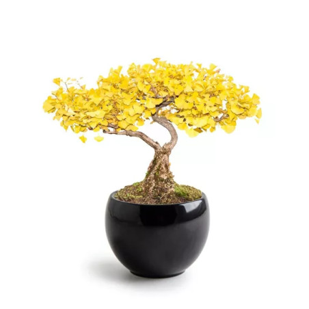 Kit Bonsaï Ginkgo Jaune - Radis et Capucine