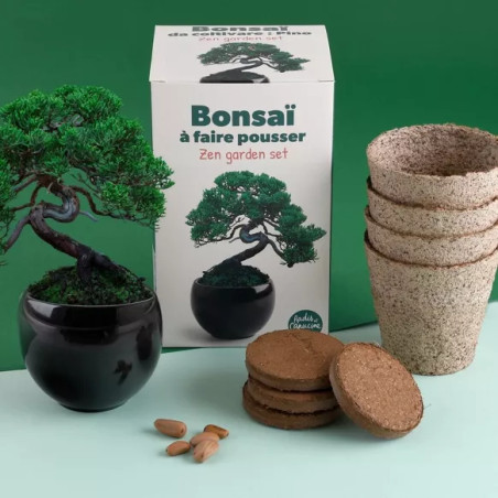 Kit Bonsaï Pin Parasol - Radis et Capucine