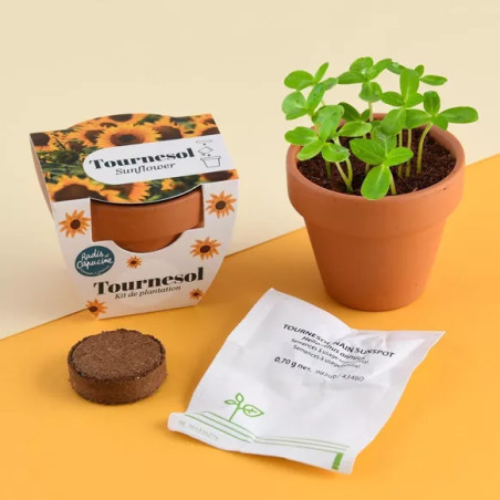 Mini Kit 6 cm Terre Cuite Tournesol - Radis et Capucine