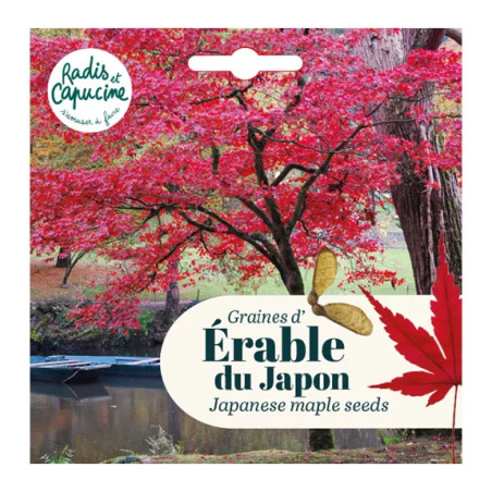 Graines d'Erable rouge - Radis et Capucine
