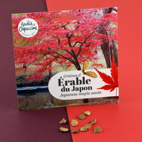 Graines d'Erable rouge - Radis et Capucine
