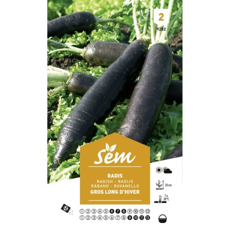 Graines Radis Noir Gros Long d'Hiver