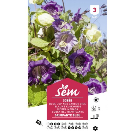 Graines Cobée Grimpante Bleue